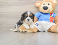 5 week old Cavalier King Charles Spaniel Puppy For Sale - Pilesgrove Pups