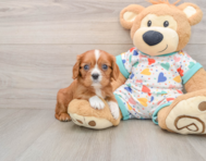 6 week old Cavalier King Charles Spaniel Puppy For Sale - Pilesgrove Pups