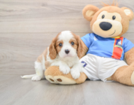 7 week old Cavalier King Charles Spaniel Puppy For Sale - Pilesgrove Pups