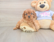 6 week old Cavalier King Charles Spaniel Puppy For Sale - Pilesgrove Pups