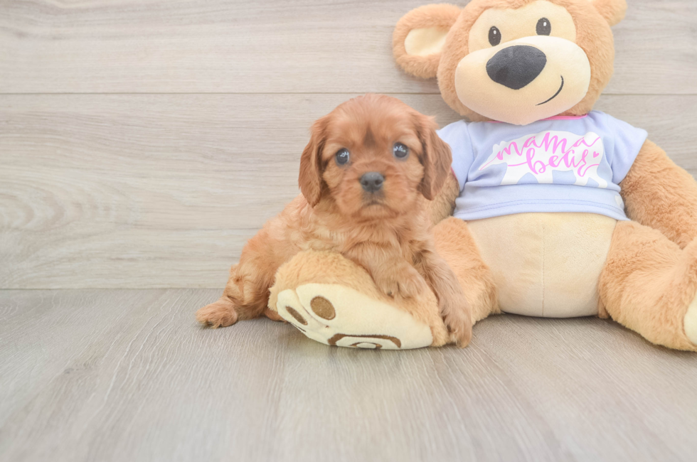 6 week old Cavalier King Charles Spaniel Puppy For Sale - Pilesgrove Pups