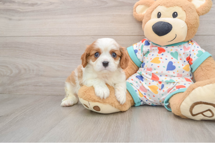 Playful Cavalier King Charles Spaniel Baby