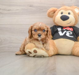9 week old Cavalier King Charles Spaniel Puppy For Sale - Pilesgrove Pups