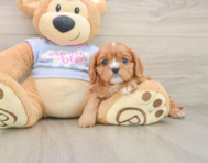 5 week old Cavalier King Charles Spaniel Puppy For Sale - Pilesgrove Pups
