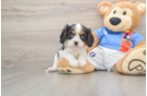 Popular Cavalier King Charles Spaniel Baby