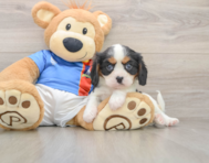 6 week old Cavalier King Charles Spaniel Puppy For Sale - Pilesgrove Pups