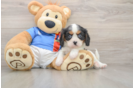 Happy Cavalier Purebred Puppy