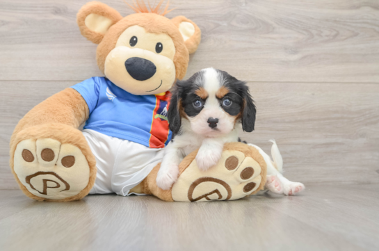 Happy Cavalier Purebred Puppy