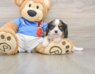 6 week old Cavalier King Charles Spaniel Puppy For Sale - Pilesgrove Pups