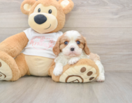 5 week old Cavalier Puppy For Sale - Pilesgrove Pups