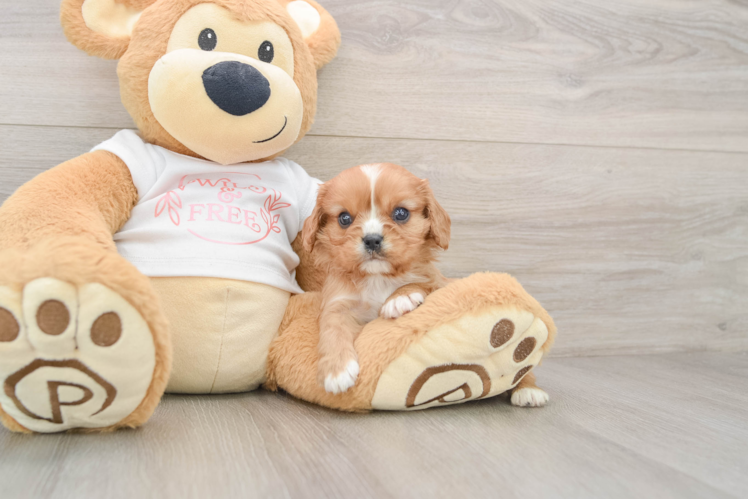 Cavalier King Charles Spaniel Puppy for Adoption