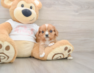 7 week old Cavalier King Charles Spaniel Puppy For Sale - Pilesgrove Pups