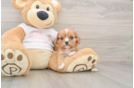 Cavalier King Charles Spaniel Puppy for Adoption