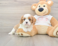 5 week old Cavalier Puppy For Sale - Pilesgrove Pups