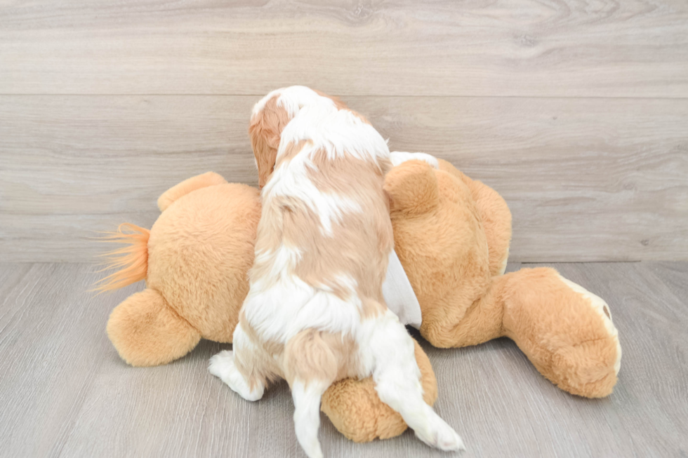 Cavalier King Charles Spaniel Puppy for Adoption