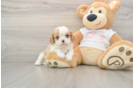 Akc Registered Cavalier King Charles Spaniel Purebred Pup