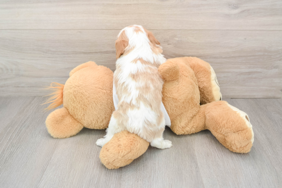 Best Cavalier King Charles Spaniel Baby