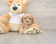 7 week old Cavalier King Charles Spaniel Puppy For Sale - Pilesgrove Pups