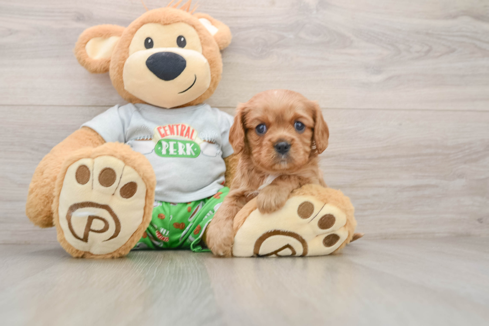 Best Cavalier King Charles Spaniel Baby