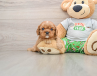 6 week old Cavalier King Charles Spaniel Puppy For Sale - Pilesgrove Pups