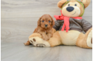 Petite Cavapoo Poodle Mix Pup