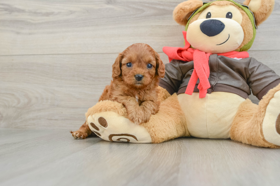 Petite Cavapoo Poodle Mix Pup
