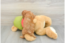 Popular Cavapoo Poodle Mix Pup