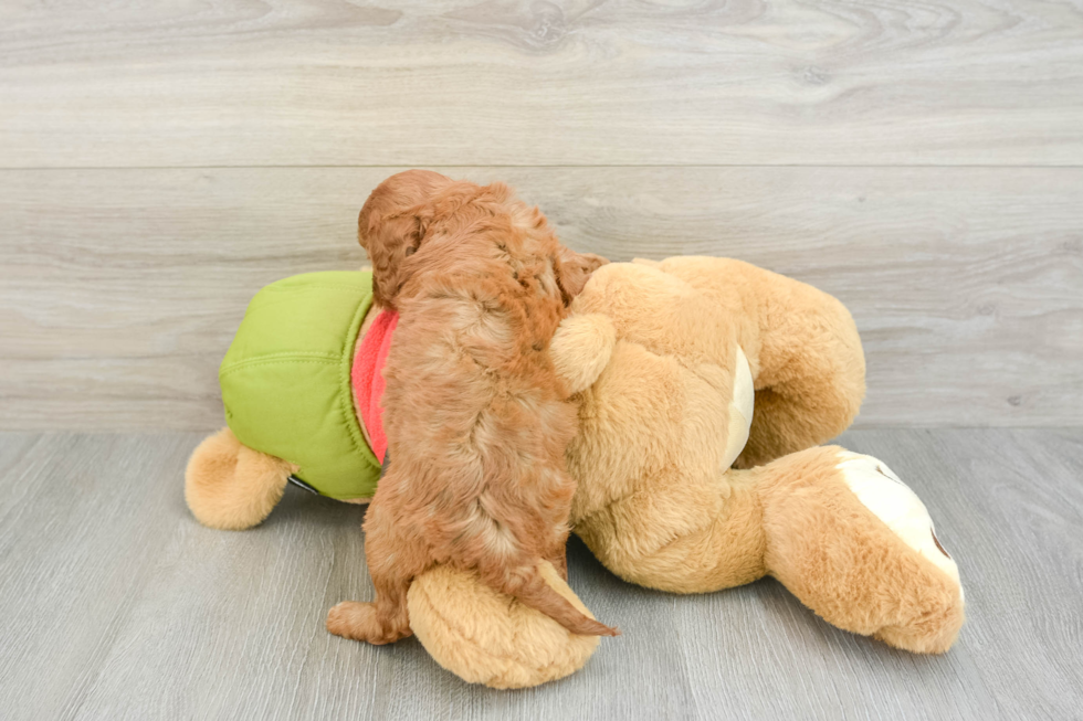 Popular Cavapoo Poodle Mix Pup