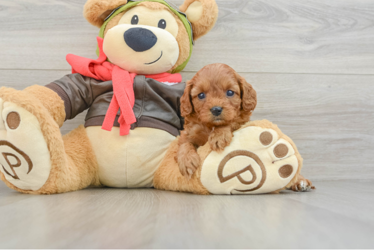 Cavapoo Puppy for Adoption