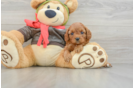 Cavapoo Puppy for Adoption