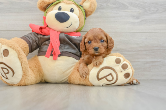 Cavapoo Puppy for Adoption