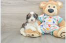 Fluffy Cavapoo Poodle Mix Pup