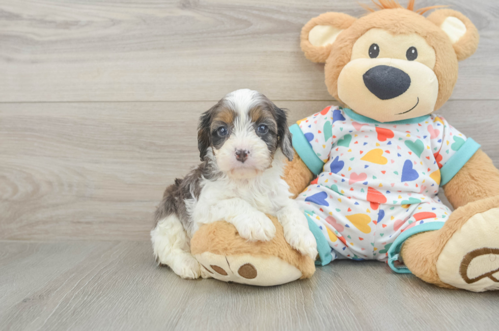 5 week old Cavapoo Puppy For Sale - Pilesgrove Pups