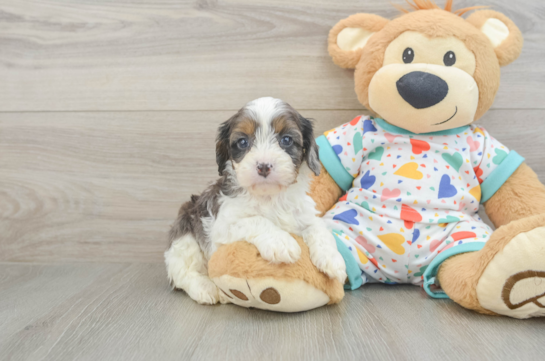 Fluffy Cavapoo Poodle Mix Pup