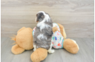 Best Cavapoo Baby