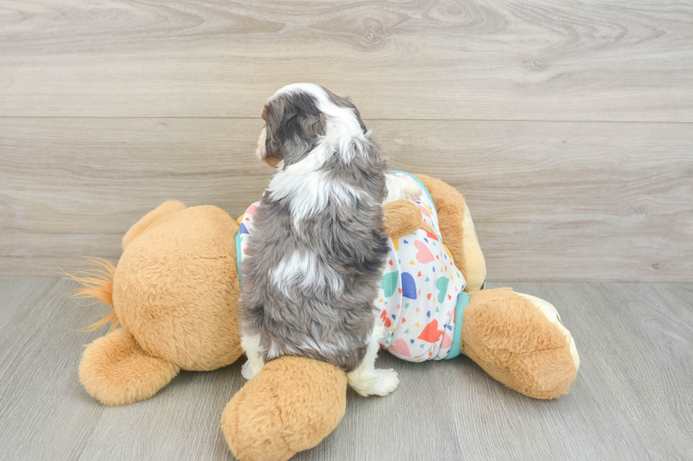 Best Cavapoo Baby