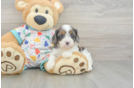 Best Cavapoo Baby