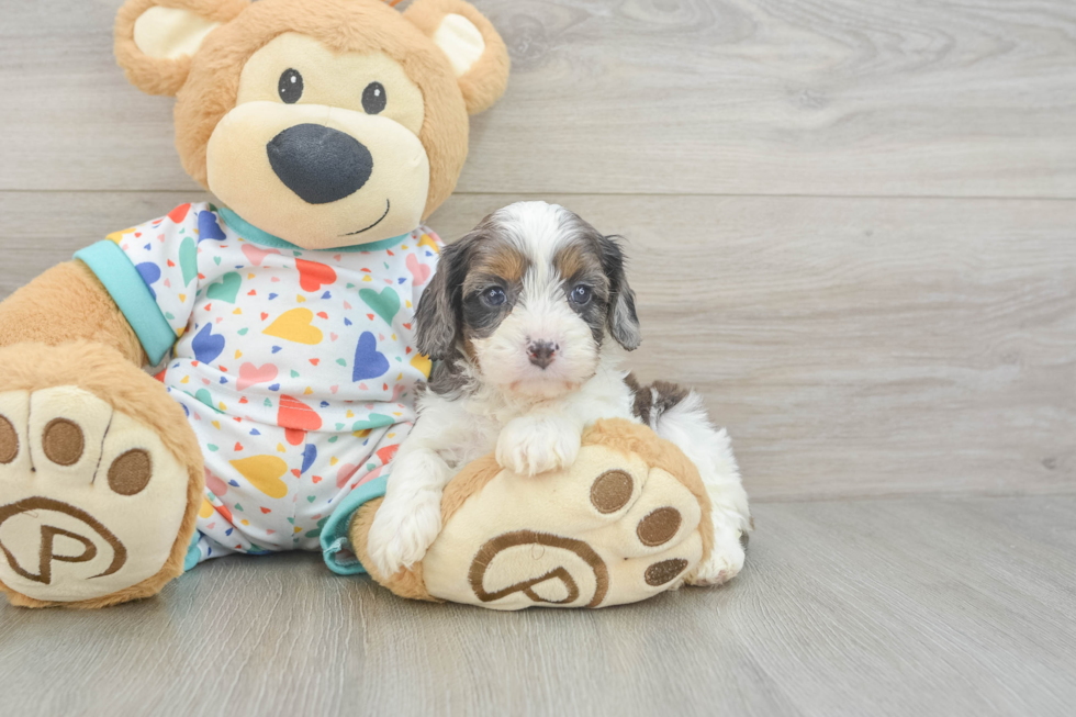 Best Cavapoo Baby