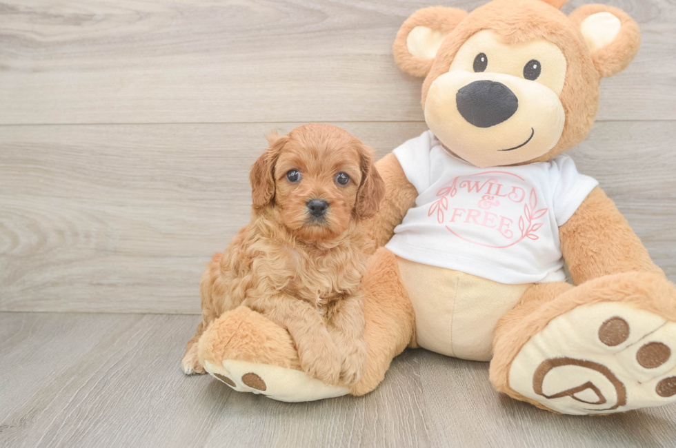 5 week old Cavapoo Puppy For Sale - Pilesgrove Pups