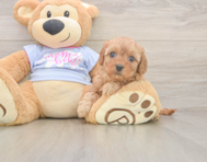 8 week old Cavapoo Puppy For Sale - Pilesgrove Pups