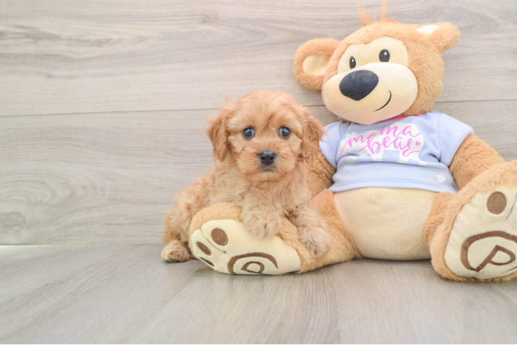 Cavapoo Puppy for Adoption