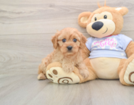 6 week old Cavapoo Puppy For Sale - Pilesgrove Pups