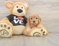 8 week old Cavapoo Puppy For Sale - Pilesgrove Pups