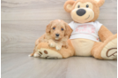 Cavapoo Puppy for Adoption
