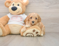 8 week old Cavapoo Puppy For Sale - Pilesgrove Pups