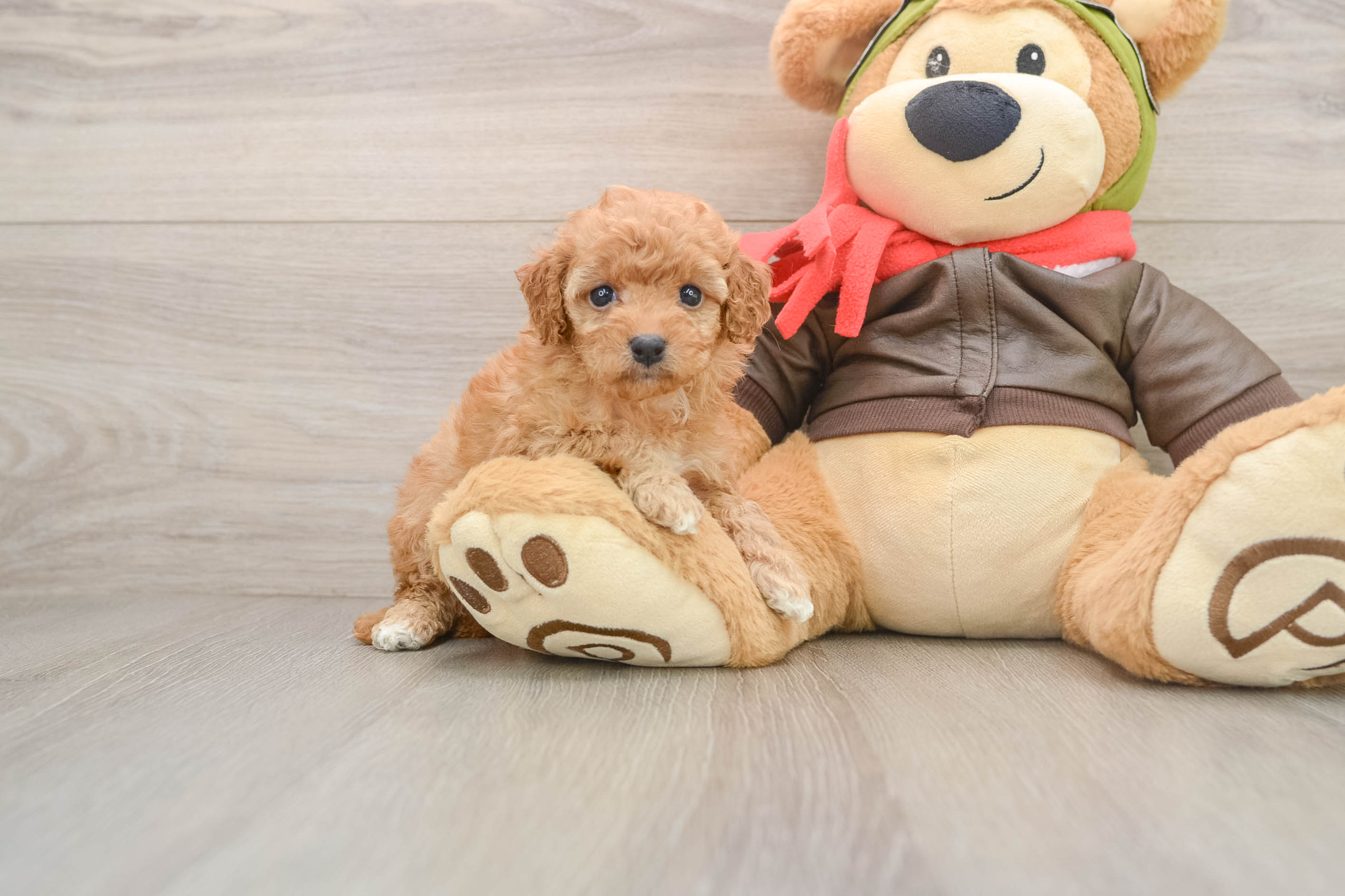 Best Cavapoo Baby