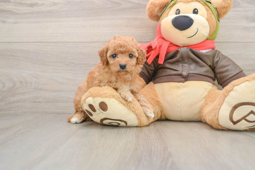 Best Cavapoo Baby
