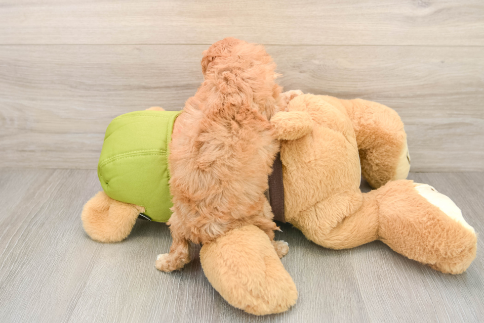 Friendly Cavapoo Baby