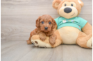 Playful Cavapoodle Poodle Mix Puppy