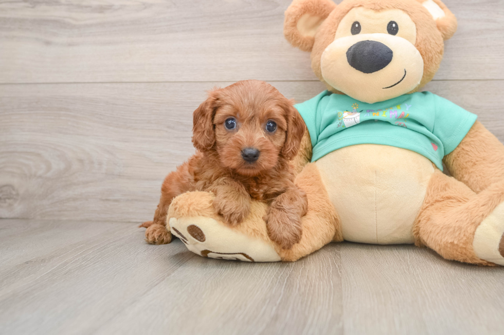 Playful Cavapoodle Poodle Mix Puppy